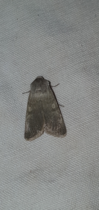 Rhyacia helvetina  - Melchior Viallet