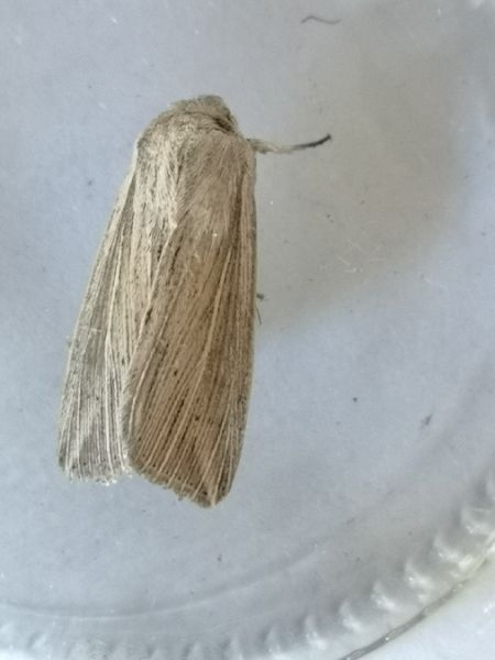 Anapoma riparia  - Françoise Rauzieres (TGB-SSNTG)