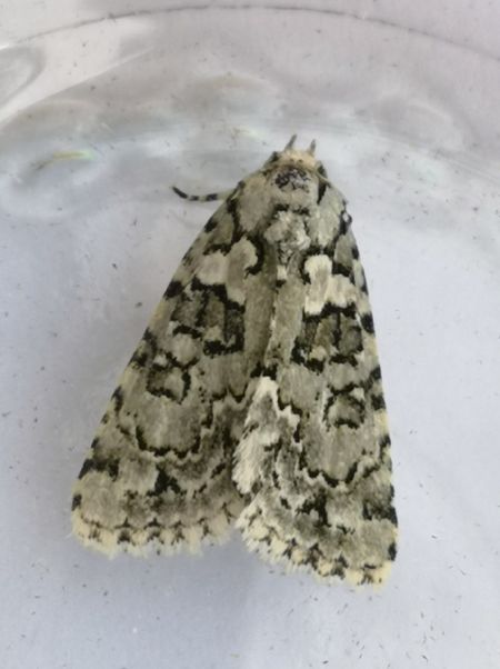 Nyctobrya muralis  - Françoise Rauzieres (TGB-SSNTG)