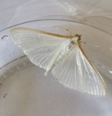 Palpita vitrealis  - Françoise Rauzieres (TGB-SSNTG)