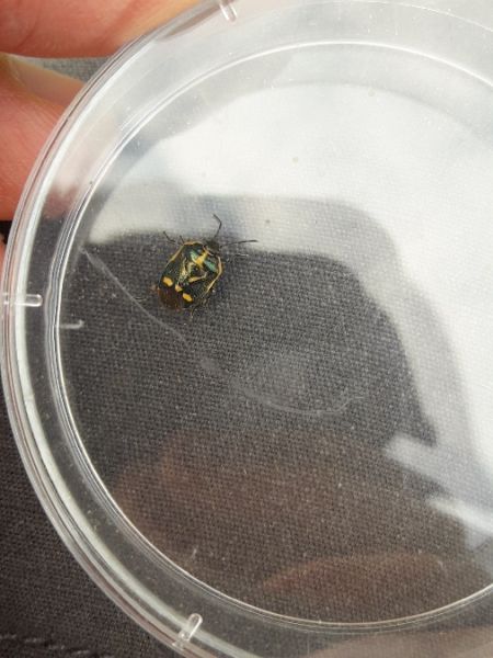 Eurydema oleracea  - Sylvain Lethuillier