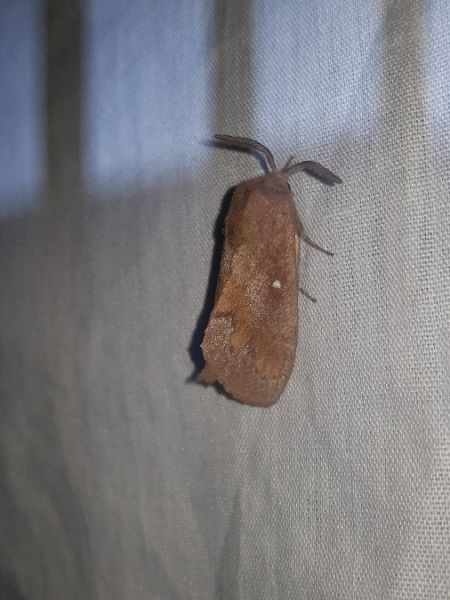 Bombyx du Pin  - Thomas Lux