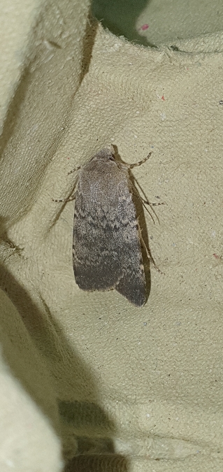 Standfussiana lucernea  - Melchior Viallet