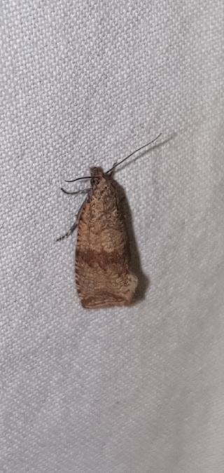 Celypha striana  - Melchior Viallet
