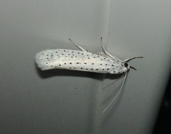 Yponomeuta sp. 