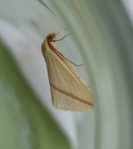 Rhodometra sacraria  - Françoise Rauzieres (TGB-SSNTG)