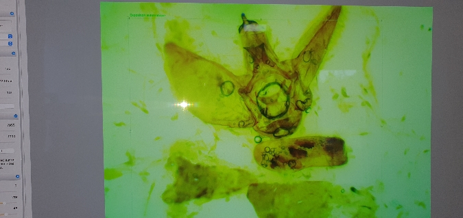 Eupithecia intricata  - Melchior Viallet