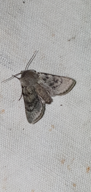 Agrotis simplonia  - Melchior Viallet