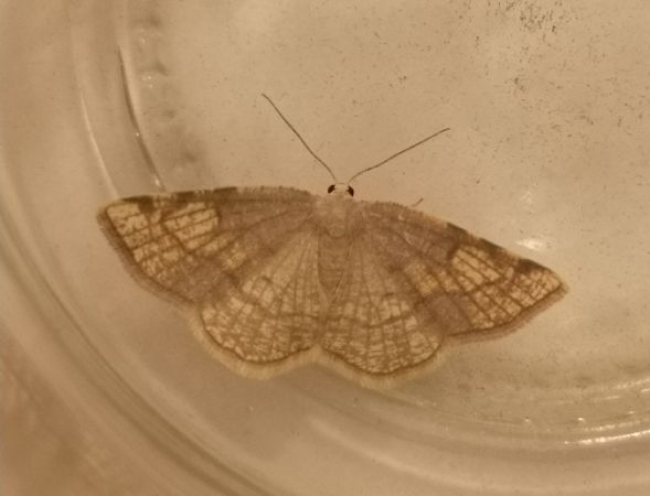 Stegania trimaculata  - Françoise Rauzieres (TGB-SSNTG)