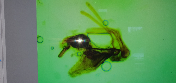 Pleurota pungitiella  - Melchior Viallet