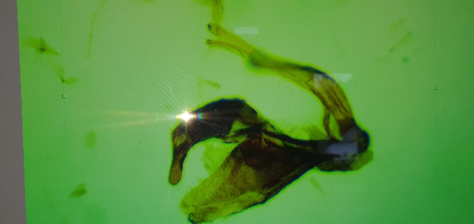 Pleurota pungitiella  - Melchior Viallet