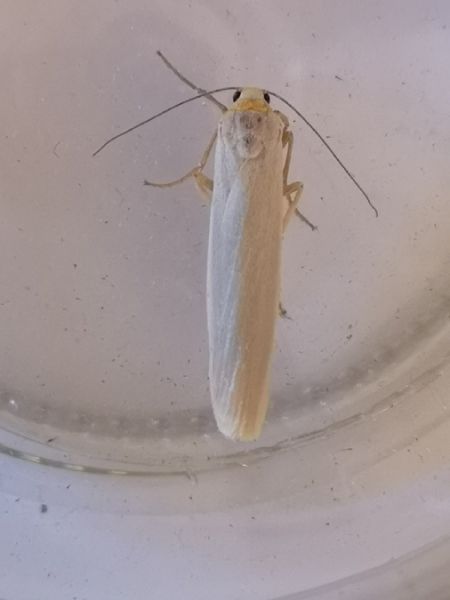 Eilema sp.  - Françoise Rauzieres (TGB-SSNTG)