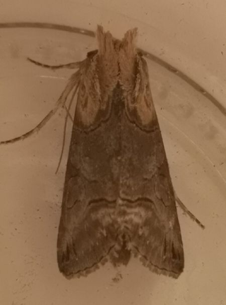Abrostola triplasia  - Françoise Rauzieres (TGB-SSNTG)