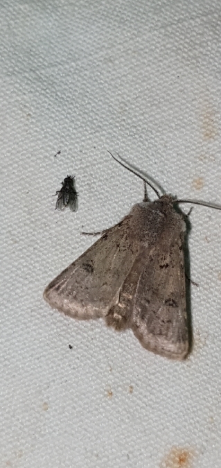 Agrotis cinerea  - Melchior Viallet