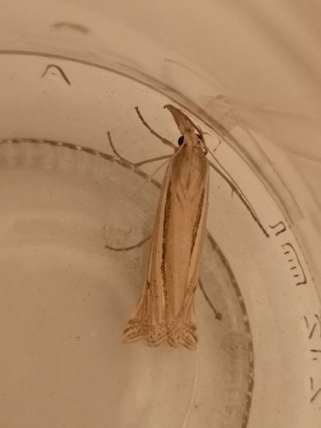 Crambus indéterminé  - Françoise Rauzieres (TGB-SSNTG)