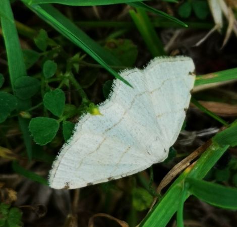 Stegania trimaculata  - Françoise Rauzieres (TGB-SSNTG)
