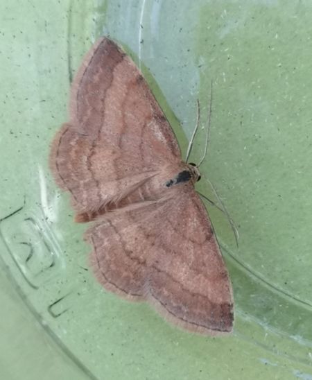 Scopula rubiginata  - Françoise Rauzieres (TGB-SSNTG)