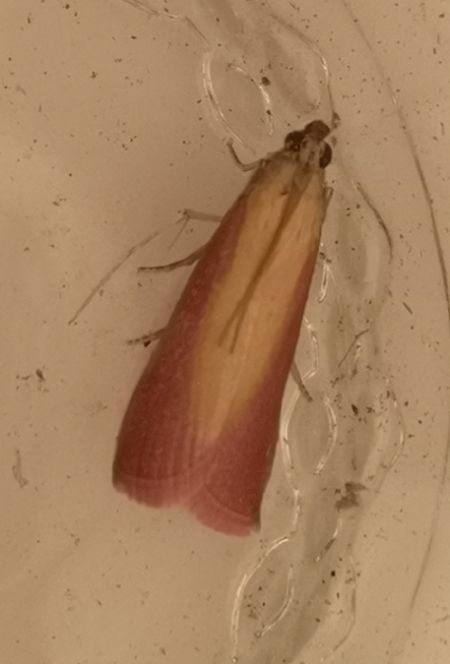 Oncocera semirubella  - Françoise Rauzieres (TGB-SSNTG)