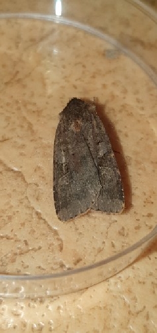 Diarsia brunnea  - Melchior Viallet