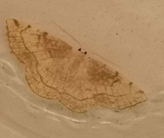 Stegania trimaculata  - Françoise Rauzieres (TGB-SSNTG)