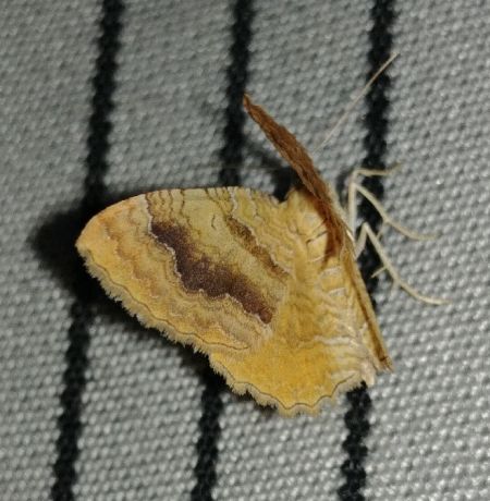 Brocatelle d'or 