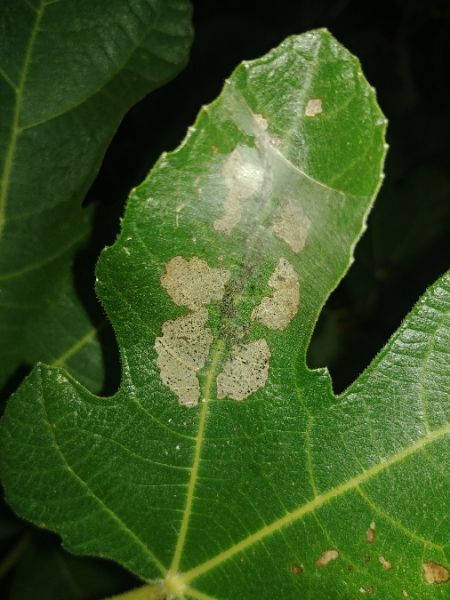 Choreutis nemorana 