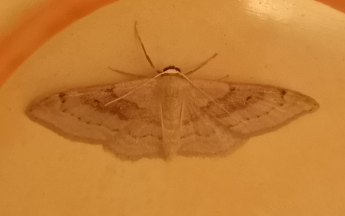 Idaea rubraria  - Françoise Rauzieres (TGB-SSNTG)