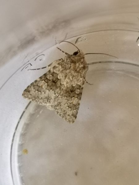 Hecatera dysodea  - Françoise Rauzieres (TGB-SSNTG)