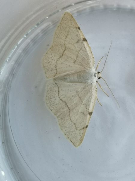 Stegania trimaculata  - Françoise Rauzieres (TGB-SSNTG)