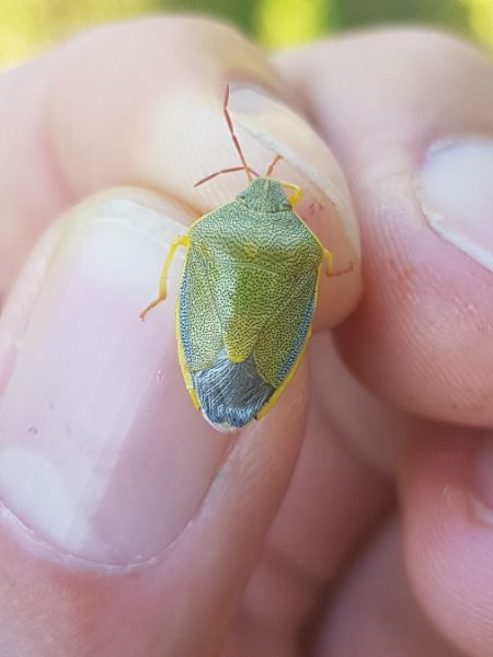 Piezodorus lituratus  - Thomas Lux