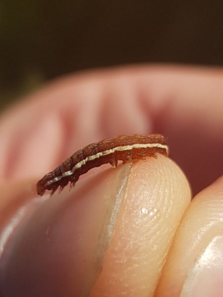 Actinotia polyodon  - Thomas Lux