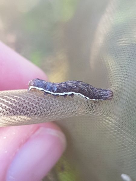 Actinotia polyodon  - Thomas Lux