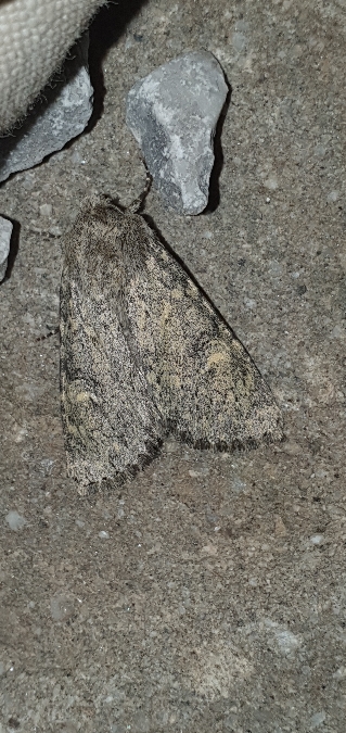 Apamea maillardi  - Melchior Viallet