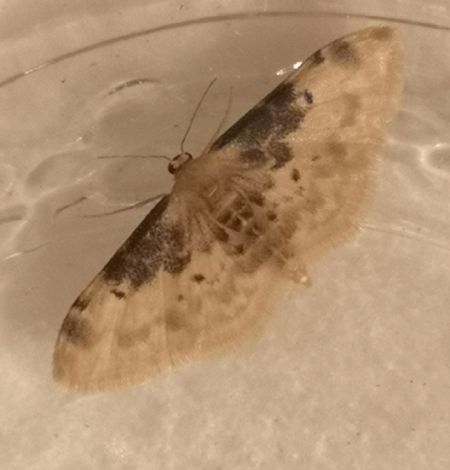 Idaea filicata  - Françoise Rauzieres (TGB-SSNTG)