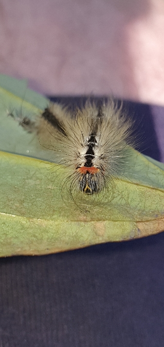 Acronicta euphorbiae  - Melchior Viallet