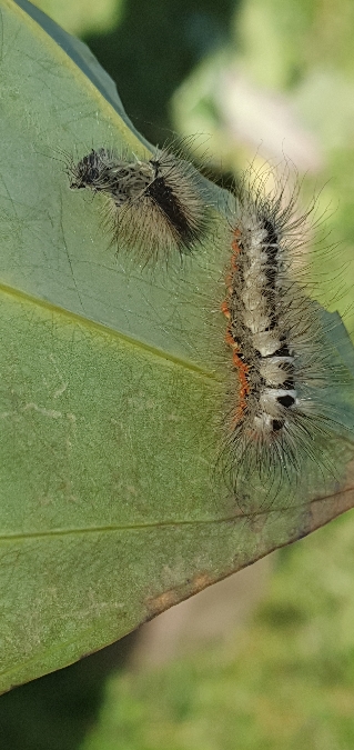 Acronicta euphorbiae  - Melchior Viallet