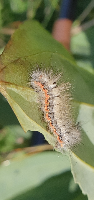 Acronicta euphorbiae  - Melchior Viallet