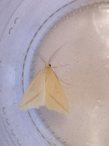Rhodometra sacraria  - Françoise Rauzieres (TGB-SSNTG)