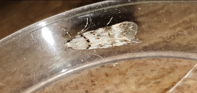 Teleiopsis paulheberti  - Melchior Viallet