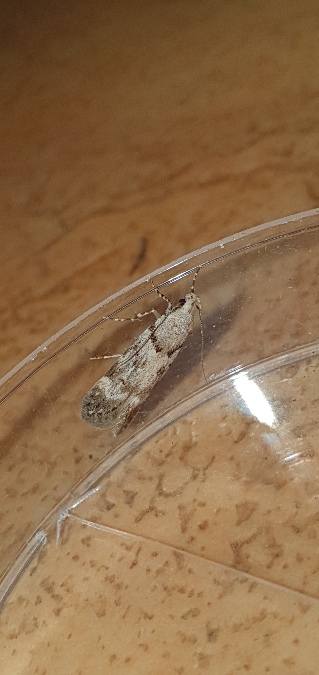 Teleiopsis paulheberti  - Melchior Viallet