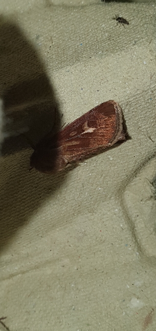 Cerapteryx graminis  - Melchior Viallet