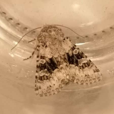 Hecatera bicolorata  - Françoise Rauzieres (TGB-SSNTG)