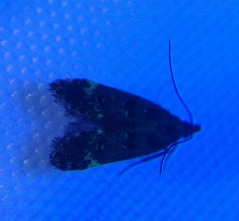 Dichomeris alacella 