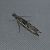 Platytes alpinella  - Thomas Lux