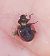 Coccinella magnifica  - Thomas Lux