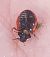 Coccinella magnifica  - Thomas Lux