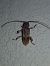 Trichoferus pallidus  - Thomas Lux