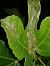 Choreutis nemorana 