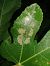Choreutis nemorana 