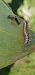 Acronicta euphorbiae  - Melchior Viallet